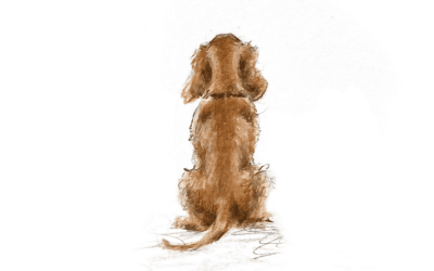 Coming Soon – Daniel the Spaniel